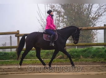 Czech Warmblood, Gelding, 5 years, 17 hh, Bay-Dark