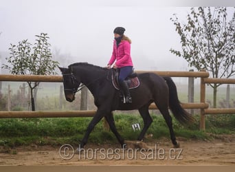 Czech Warmblood, Gelding, 5 years, 17 hh, Bay-Dark