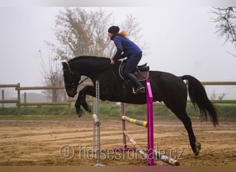 Czech Warmblood, Gelding, 5 years, 17 hh, Bay-Dark