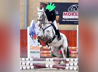 Czech Warmblood Mix, Gelding, 6 years, 14.2 hh, Gray