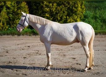 Czech Warmblood, Gelding, 6 years, 15.2 hh, Cremello