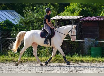 Czech Warmblood, Gelding, 6 years, 15.2 hh, Cremello