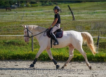 Czech Warmblood, Gelding, 6 years, 15.2 hh, Cremello