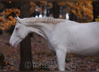 Czech Warmblood, Gelding, 6 years, 15.2 hh, Cremello