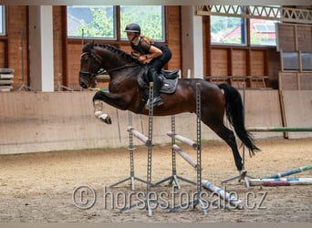 Czech Warmblood, Gelding, 6 years, 16.1 hh, Brown