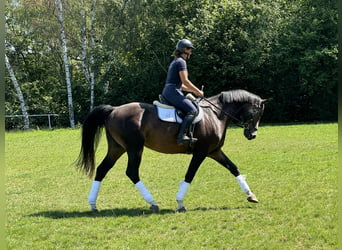 Czech Warmblood, Gelding, 6 years, 16,1 hh, Brown