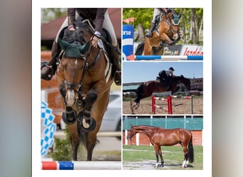 Tschechisches Warmblut, Wallach, 6 Jahre, 16,2 hh, Rotbrauner