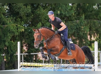 Czech Warmblood, Gelding, 6 years, 16 hh, Brown