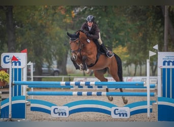 Czech Warmblood, Gelding, 6 years, 16 hh, Brown