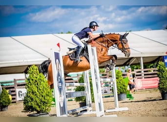 Czech Warmblood, Gelding, 6 years, 16 hh, Brown