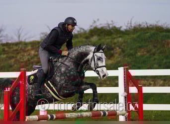 Czech Warmblood, Gelding, 6 years, 16 hh, Grey