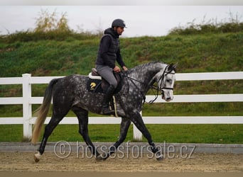 Czech Warmblood, Gelding, 6 years, 16 hh, Grey