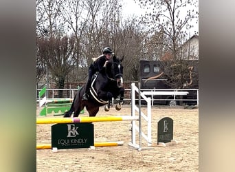 Czech Warmblood, Gelding, 6 years, 16,2 hh, Bay-Dark