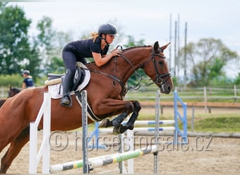Czech Warmblood, Gelding, 6 years, 16,2 hh, Brown