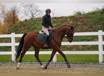 Czech Warmblood, Gelding, 6 years, 16,2 hh, Brown