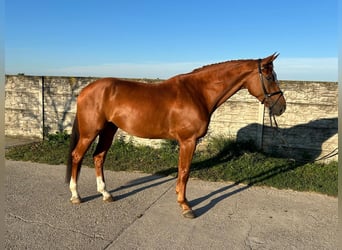 Czech Warmblood, Gelding, 6 years, 16,2 hh, Chestnut