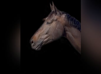Czech Warmblood, Gelding, 6 years, 17,1 hh, Smoky-Black