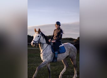 Czech Warmblood, Gelding, 6 years, 17,2 hh, Grey