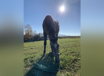 Czech Warmblood, Gelding, 6 years, 17,2 hh, Grey