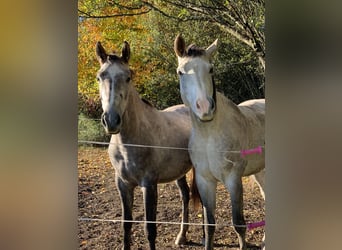 Czech Warmblood, Gelding, 6 years, 17,2 hh, Grey