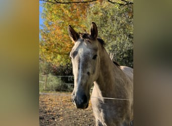 Czech Warmblood, Gelding, 6 years, 17,2 hh, Grey