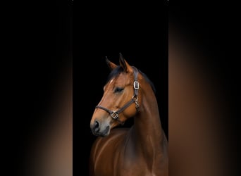 Czech Warmblood, Gelding, 6 years, Brown