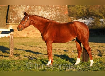 Czech Warmblood, Gelding, 7 years, 16,1 hh, Chestnut-Red