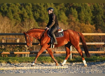 Czech Warmblood, Gelding, 7 years, 16,1 hh, Chestnut-Red