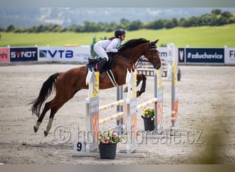 Czech Warmblood, Gelding, 7 years, 16.2 hh, Brown