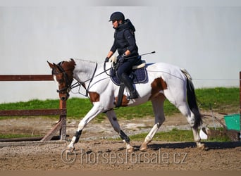 Tschechisches Warmblut, Wallach, 7 Jahre, 16,2 hh, Schecke