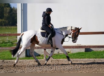 Tschechisches Warmblut, Wallach, 7 Jahre, 16,2 hh, Schecke