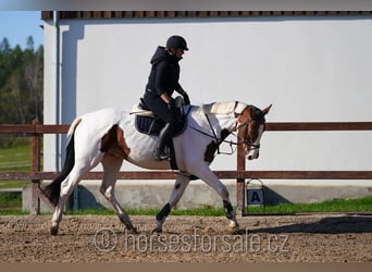 Tschechisches Warmblut, Wallach, 7 Jahre, 16,2 hh, Schecke