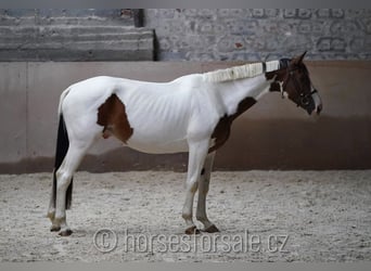 Tschechisches Warmblut, Wallach, 7 Jahre, 16,2 hh, Schecke