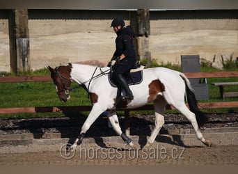 Tschechisches Warmblut, Wallach, 7 Jahre, 16,2 hh, Schecke