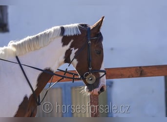 Tschechisches Warmblut, Wallach, 7 Jahre, 16,2 hh, Schecke