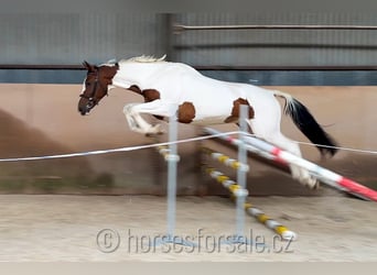 Tschechisches Warmblut, Wallach, 7 Jahre, 16,2 hh, Schecke