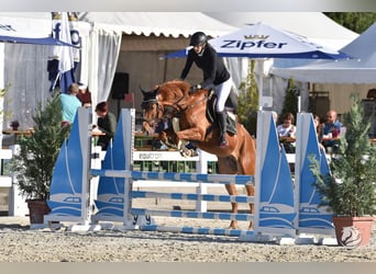 Czech Warmblood, Gelding, 7 years, 16 hh, Chestnut-Red