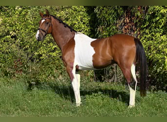 Czech Warmblood, Gelding, 7 years, 16,1 hh, Pinto