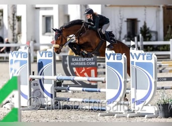 Czech Warmblood, Gelding, 7 years, 16,2 hh, Brown