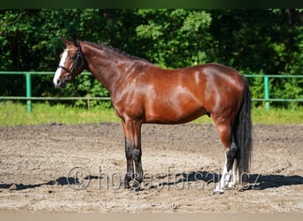 Czech Warmblood, Gelding, 7 years, 17 hh, Chestnut