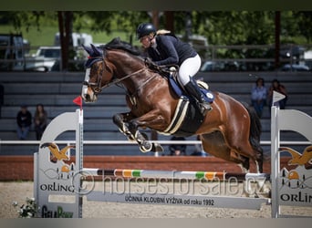 Czech Warmblood, Gelding, 7 years, 17 hh, Chestnut