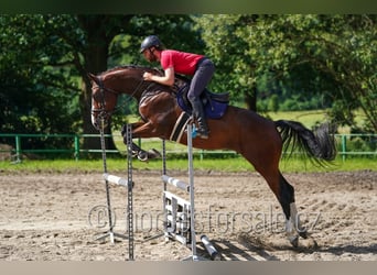 Czech Warmblood, Gelding, 7 years, 17 hh, Chestnut