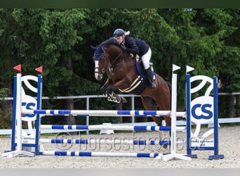 Czech Warmblood, Gelding, 7 years, 17 hh, Chestnut