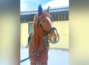 Czech Warmblood, Gelding, 7 years, 17,2 hh, Chestnut-Red