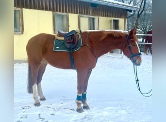 Czech Warmblood, Gelding, 7 years, 17,2 hh, Chestnut-Red