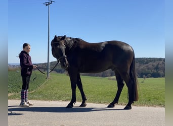 Czech Warmblood, Gelding, 8 years, 15.2 hh, Black