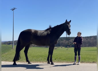 Czech Warmblood, Gelding, 8 years, 15,2 hh, Black