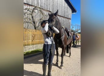 Czech Warmblood, Gelding, 8 years, 15,2 hh, Black