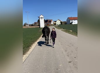 Czech Warmblood, Gelding, 8 years, 15,2 hh, Black