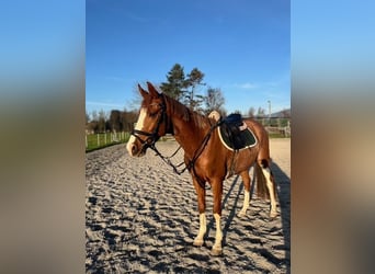 Czech Warmblood, Gelding, 8 years, 15,3 hh, Chestnut-Red